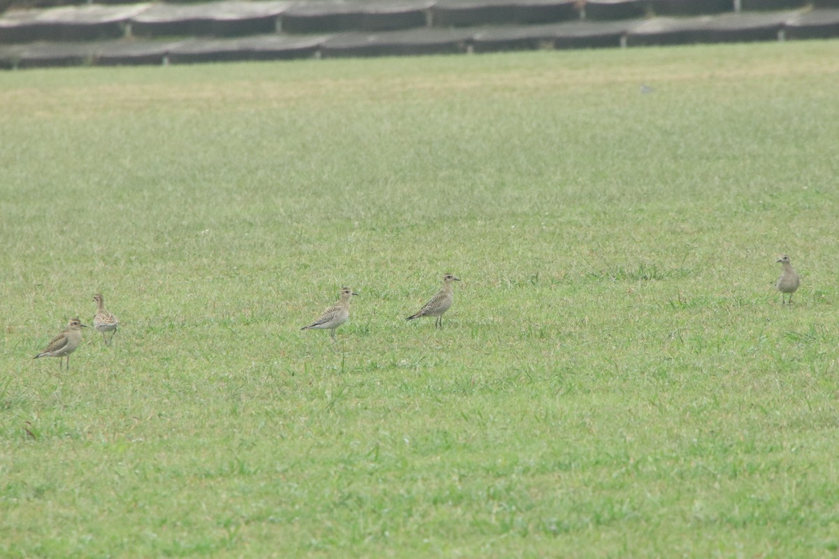 Сивка бурокрила - ML642904754