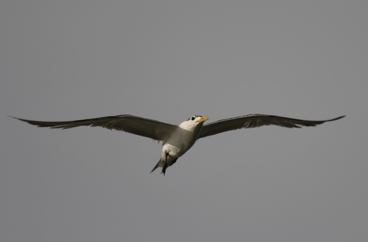 Great Crested Tern - ML642904760