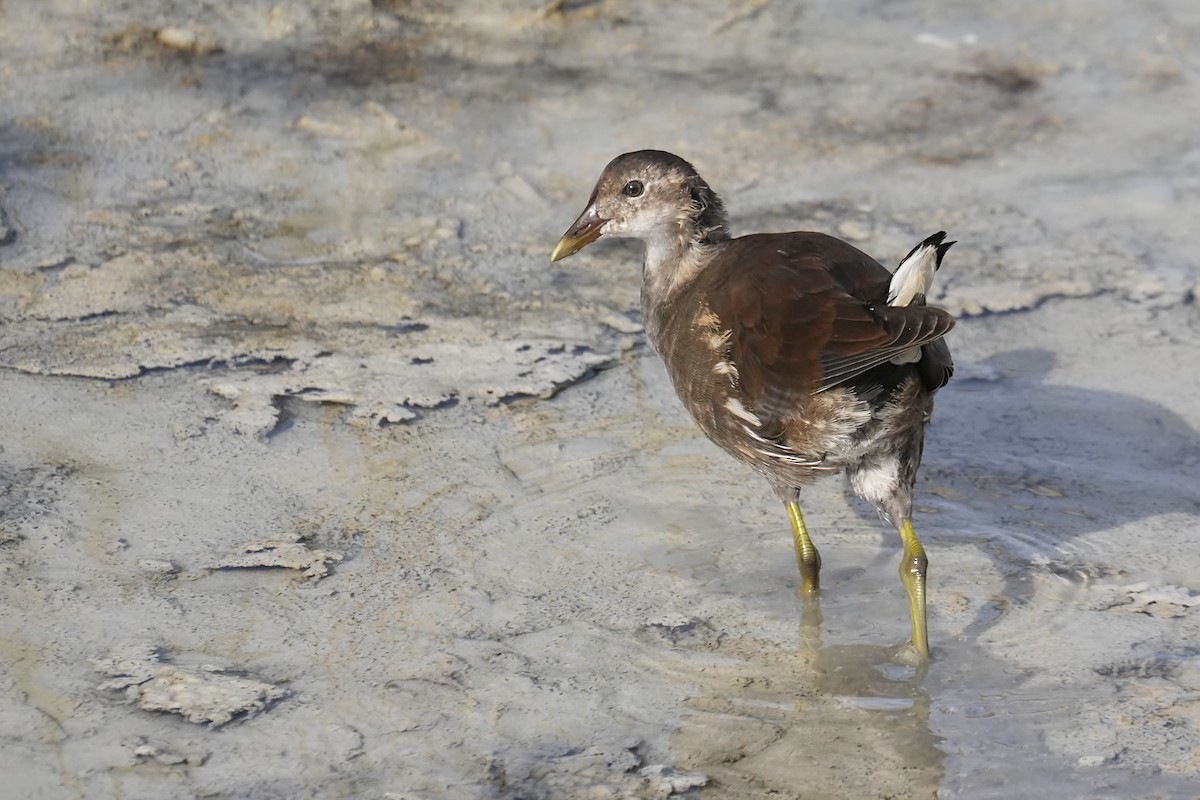 Eurasian Moorhen - ML642904761