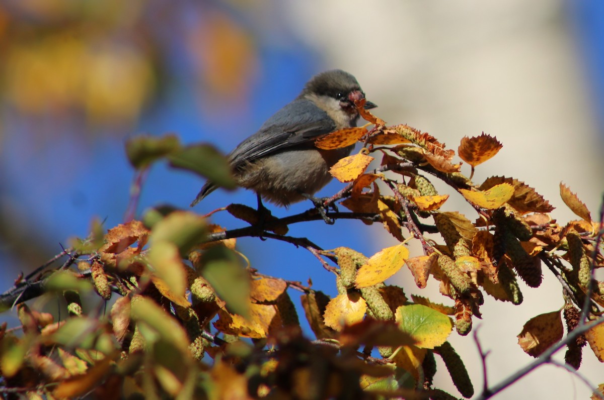Pygmy Nuthatch - ML642904762