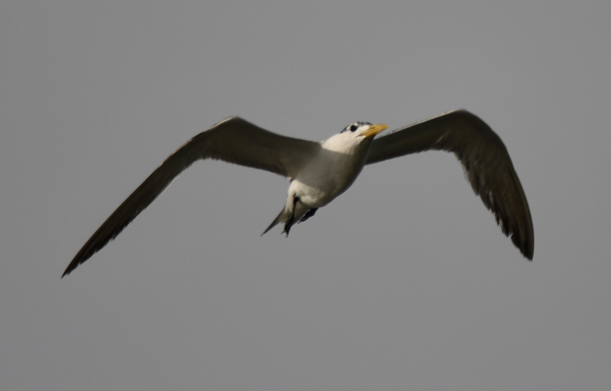 Great Crested Tern - ML642904763