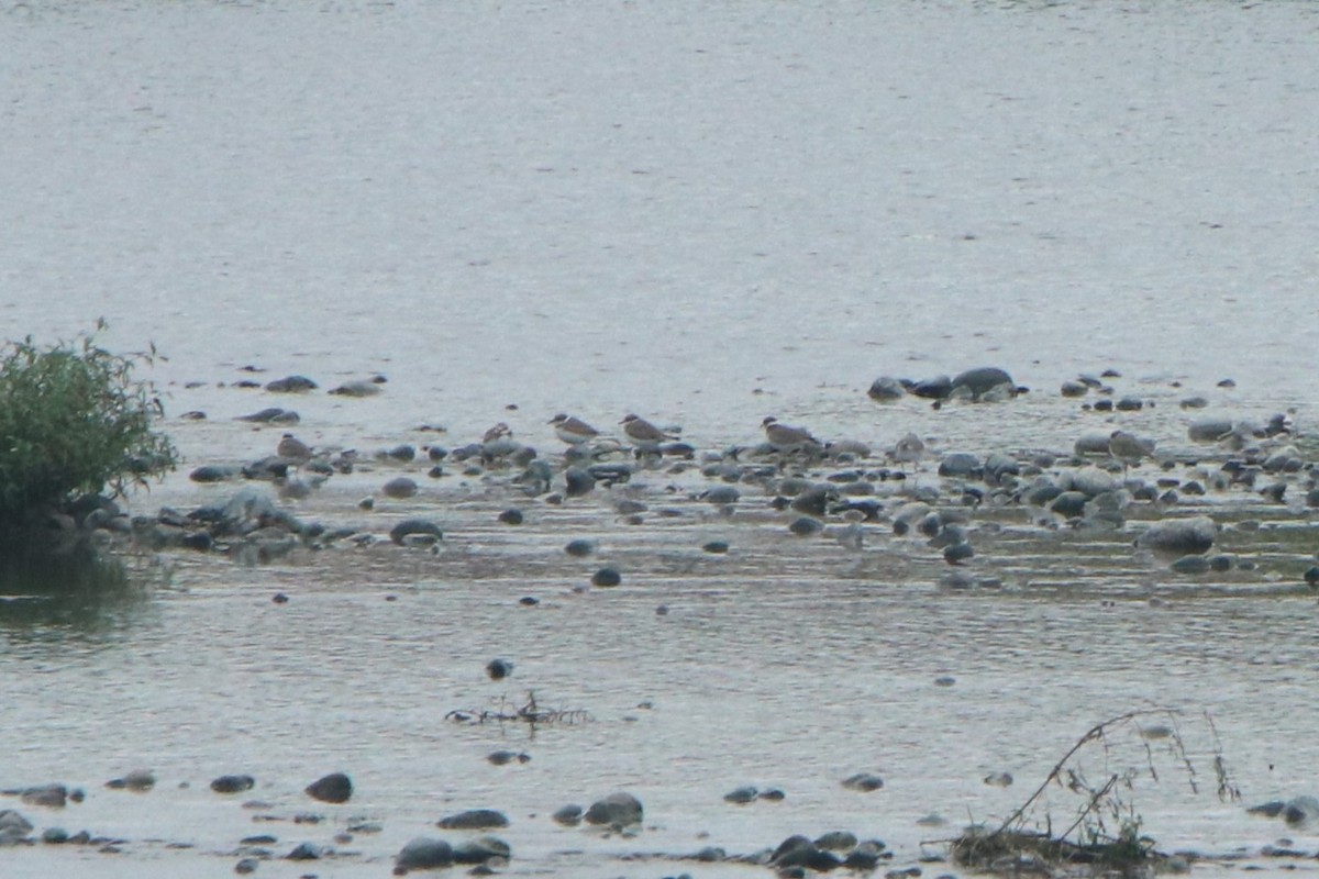 Long-billed Plover - ML642904766