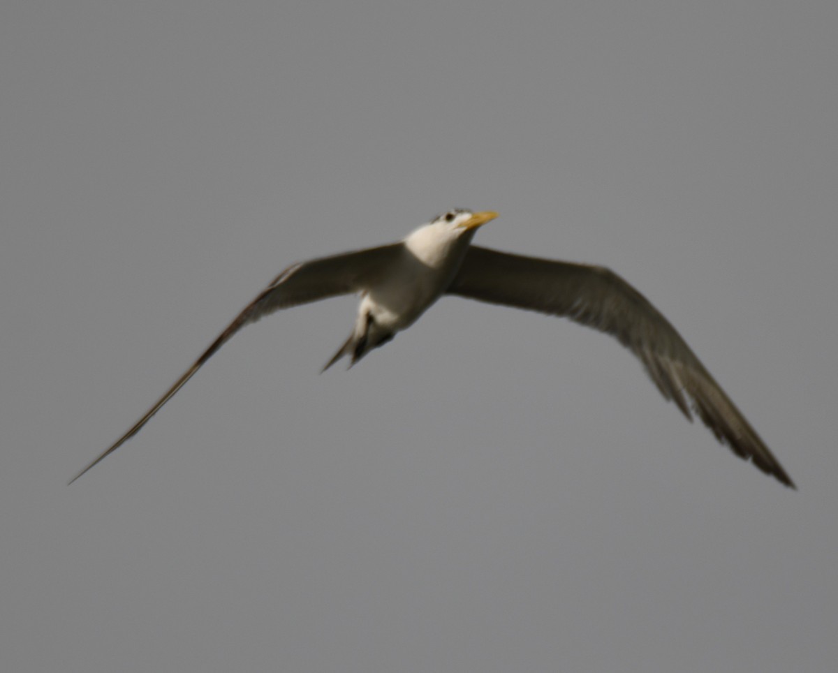 Great Crested Tern - ML642904767