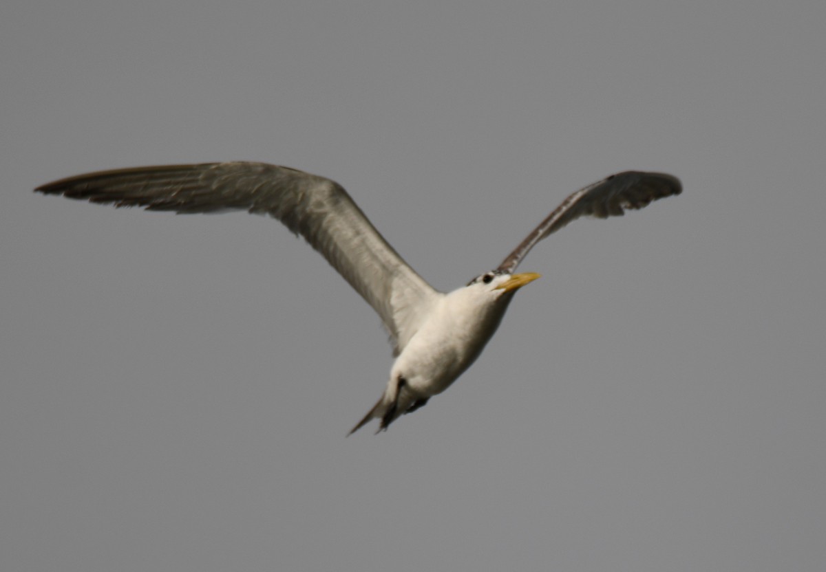 Great Crested Tern - ML642904769