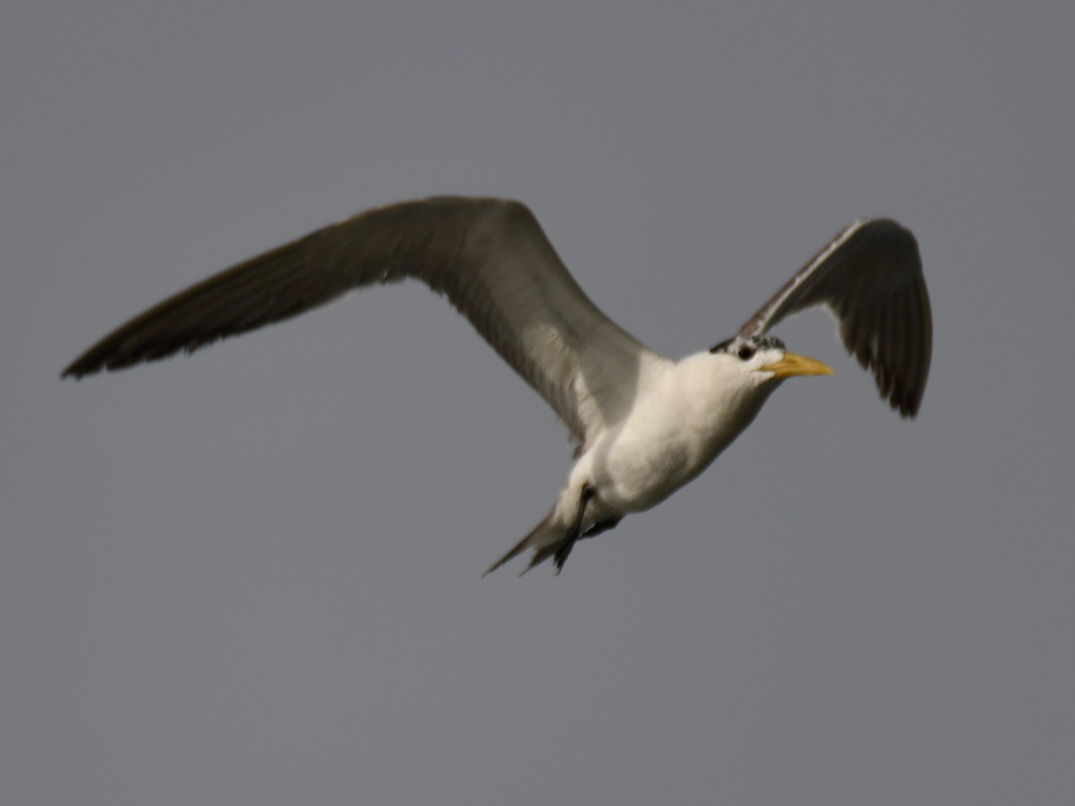 Great Crested Tern - ML642904773