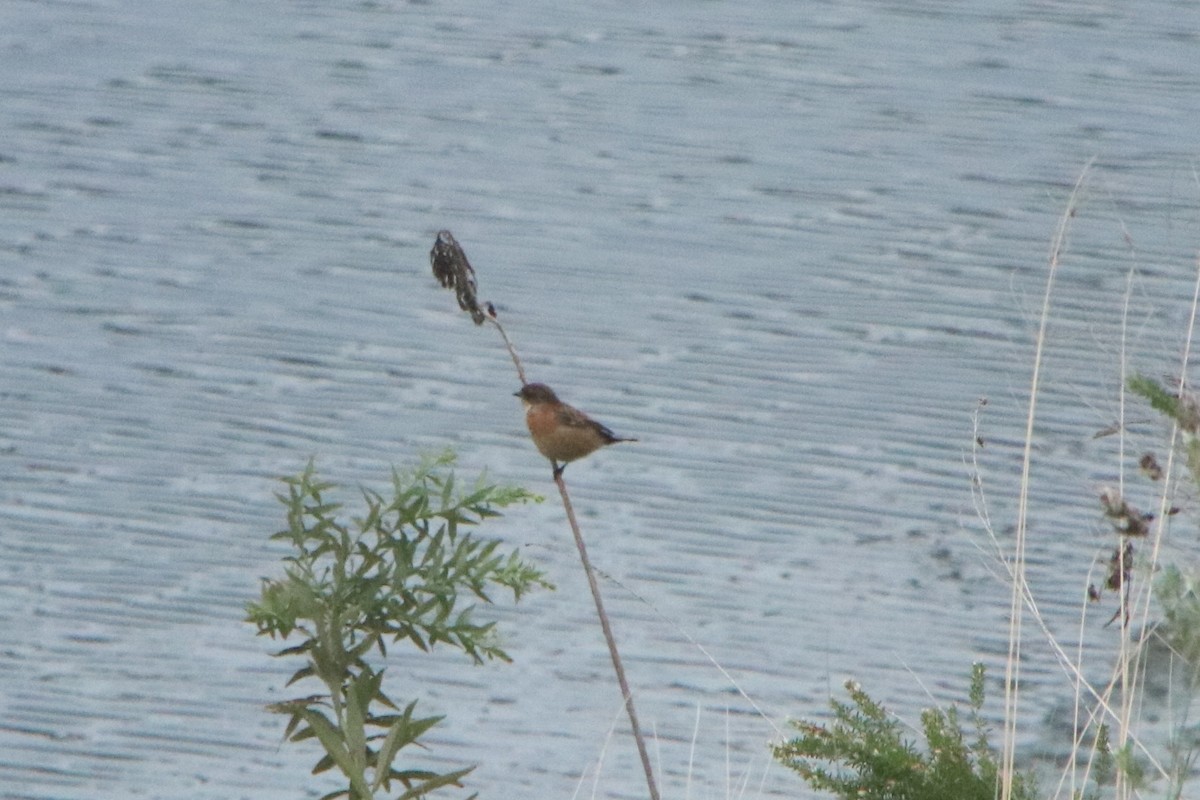 Трав'янка східна - ML642904776