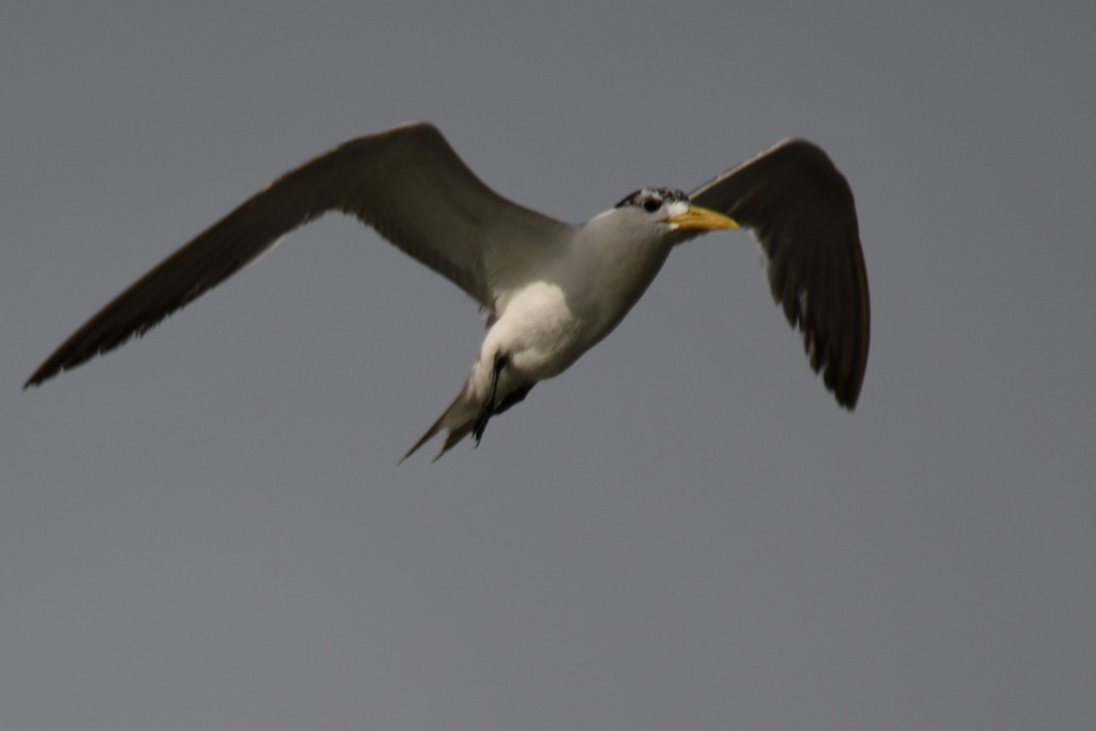 Great Crested Tern - ML642904777