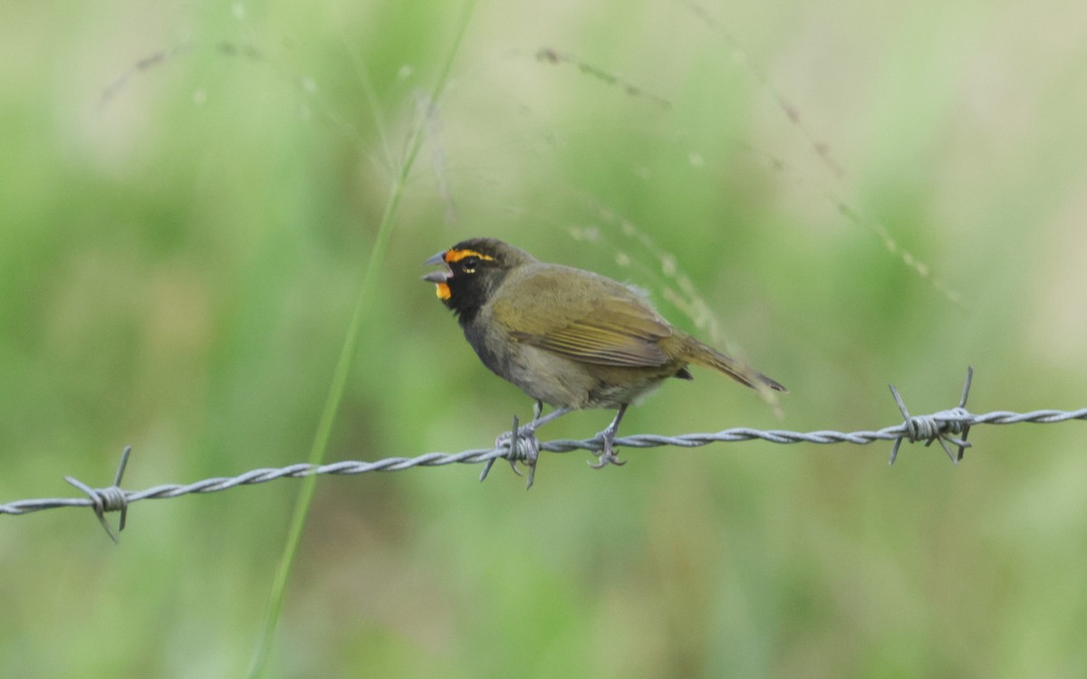 Yellow-faced Grassquit - ML642904790