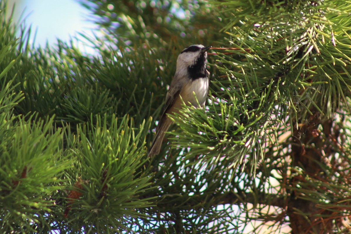Mountain Chickadee - ML642904795