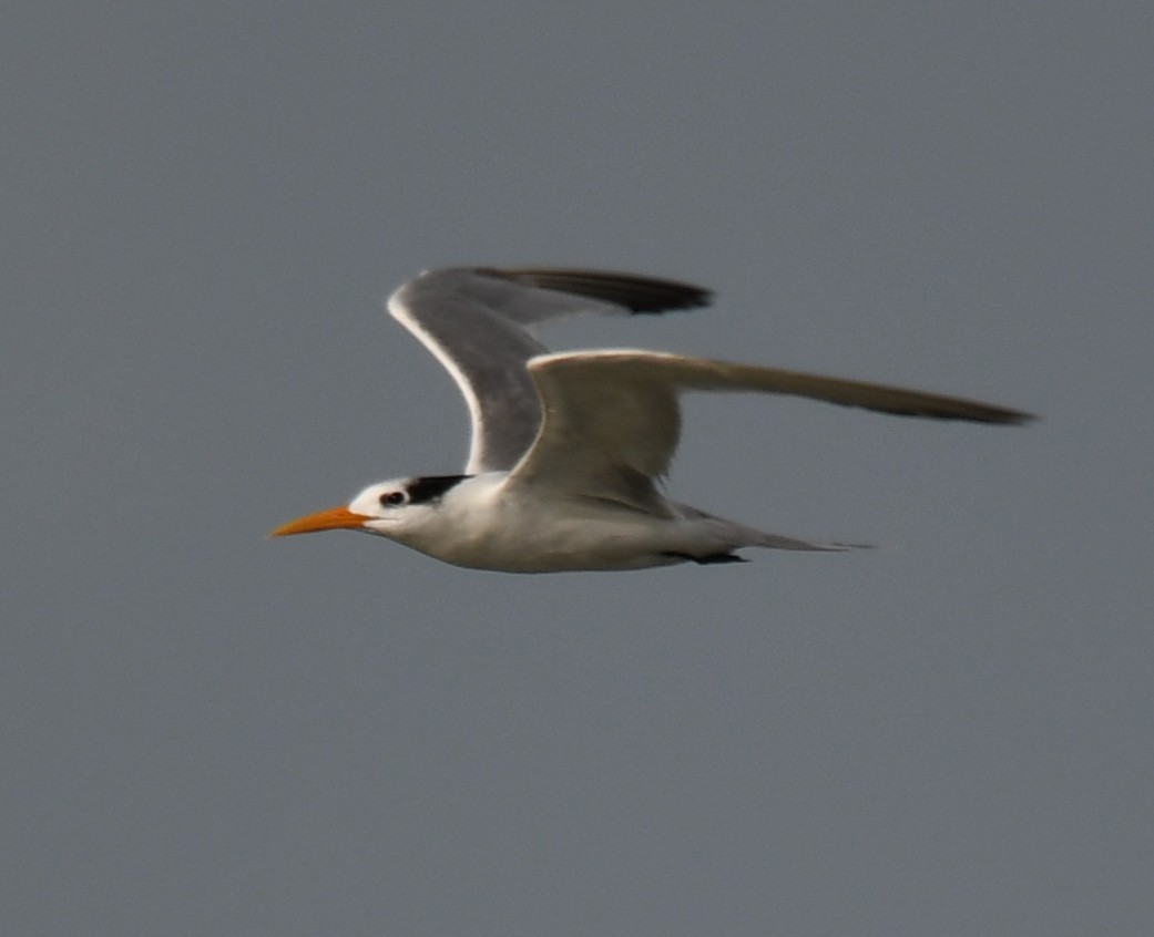Lesser Crested Tern - ML642904796