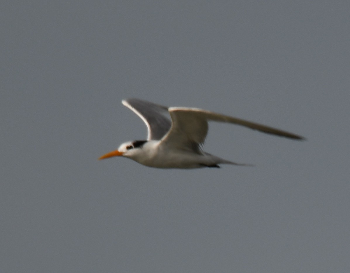 Lesser Crested Tern - ML642904801