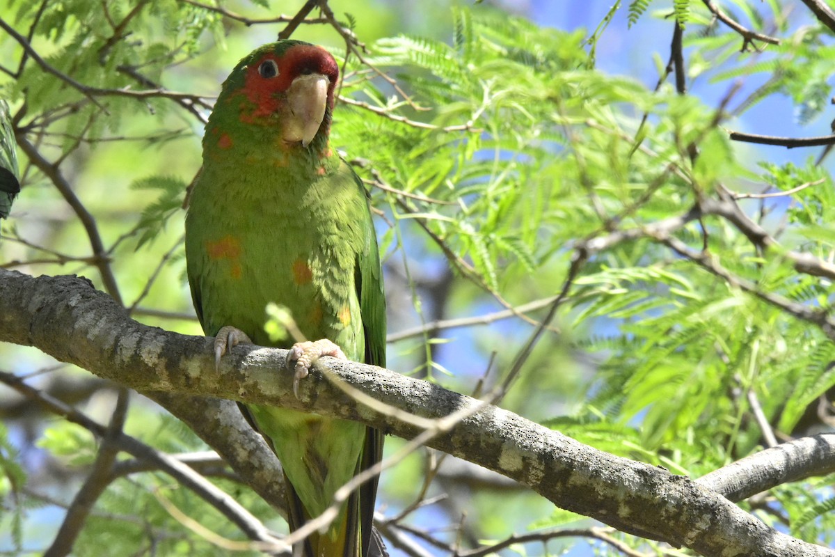 Mitred Parakeet - ML642904802