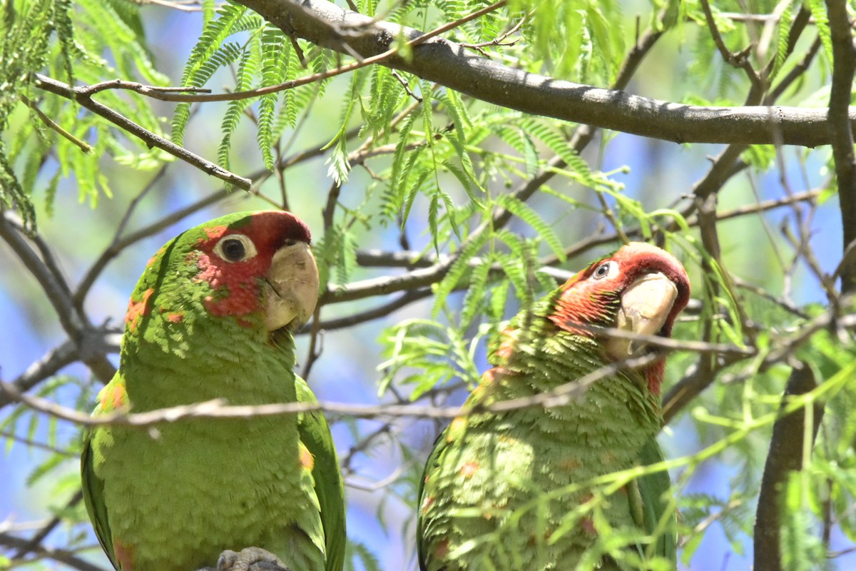 Mitred Parakeet - ML642904803