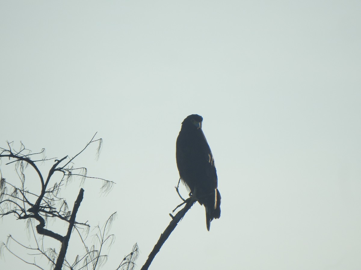 Crested Serpent-Eagle - ML642904805