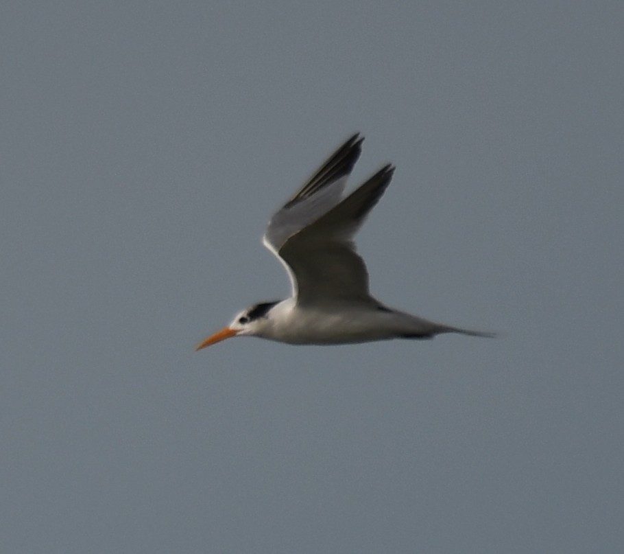 Lesser Crested Tern - ML642904806