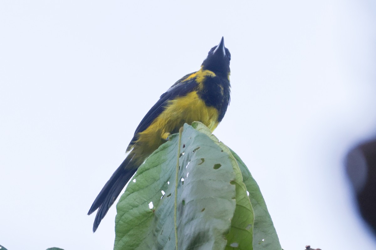 Black-cowled Oriole - ML642904823