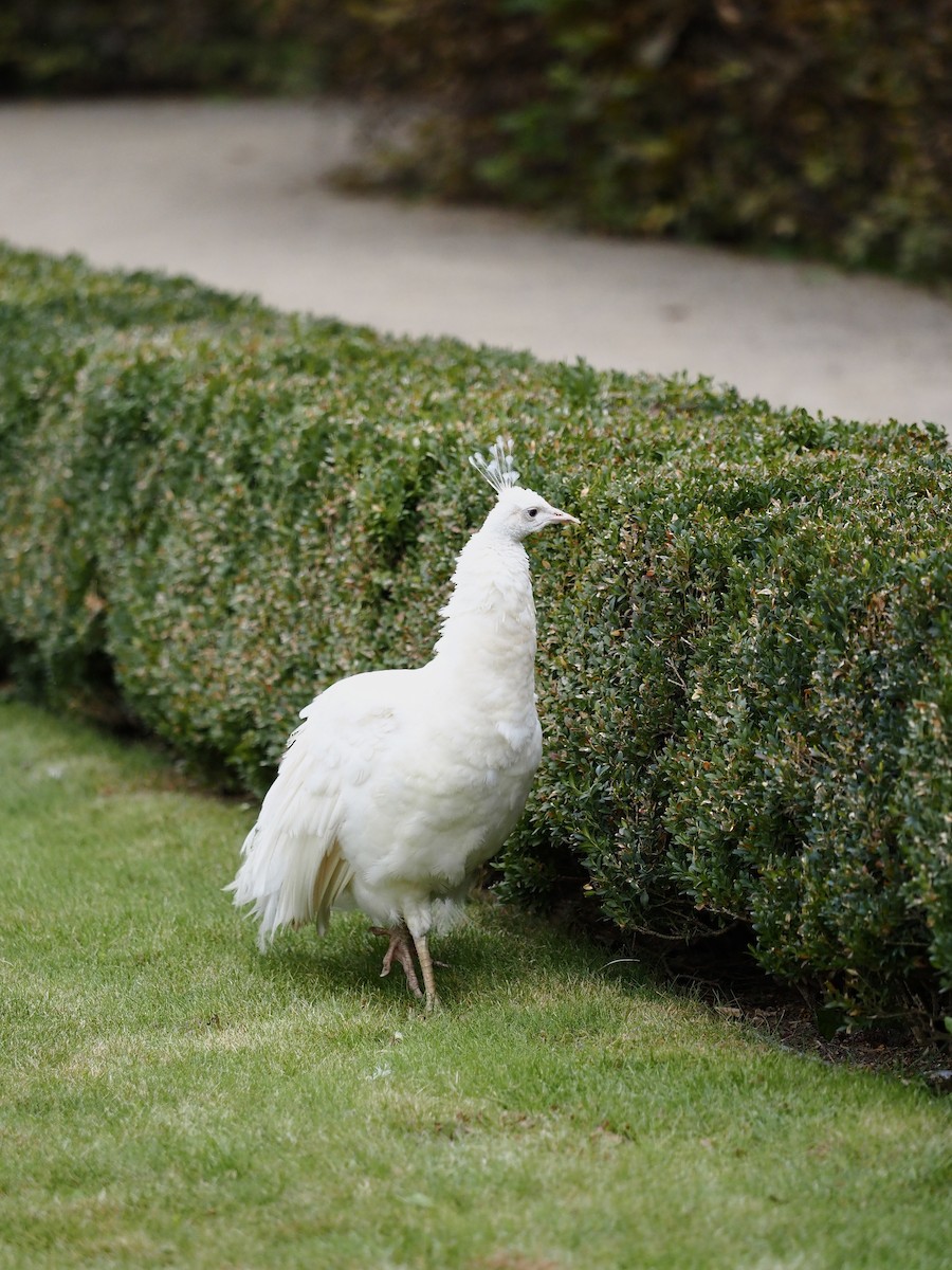 Indian Peafowl (Domestic type) - ML642904824