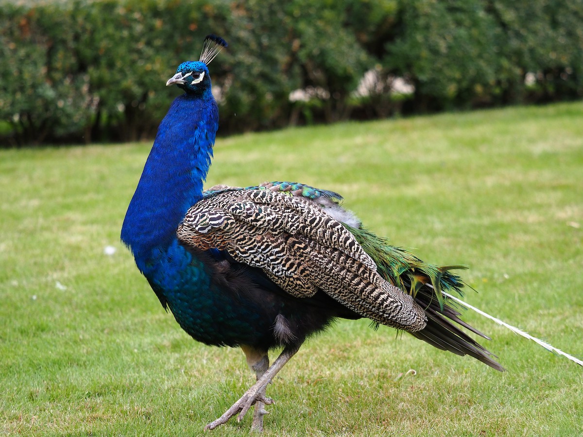 Indian Peafowl (Domestic type) - ML642904825
