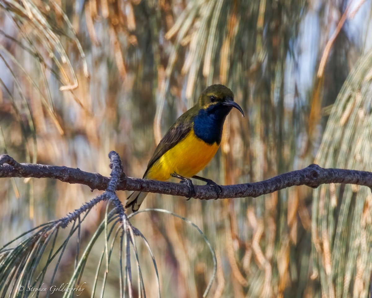 Sahul Sunbird - ML642904827