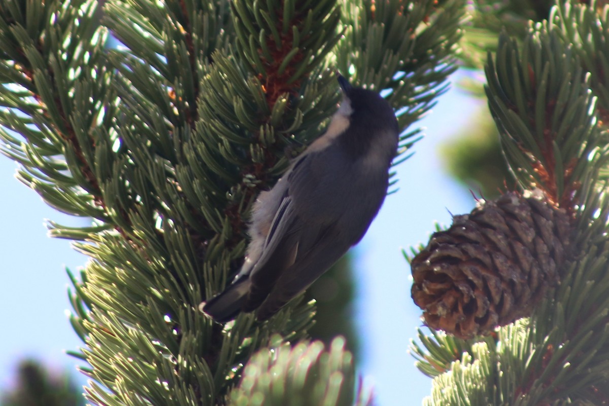 Pygmy Nuthatch - ML642904830