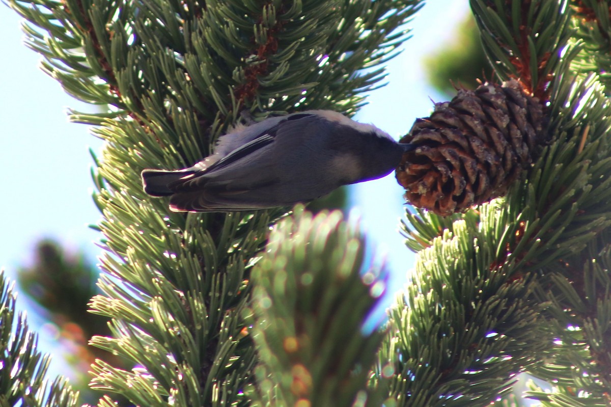 Pygmy Nuthatch - ML642904831