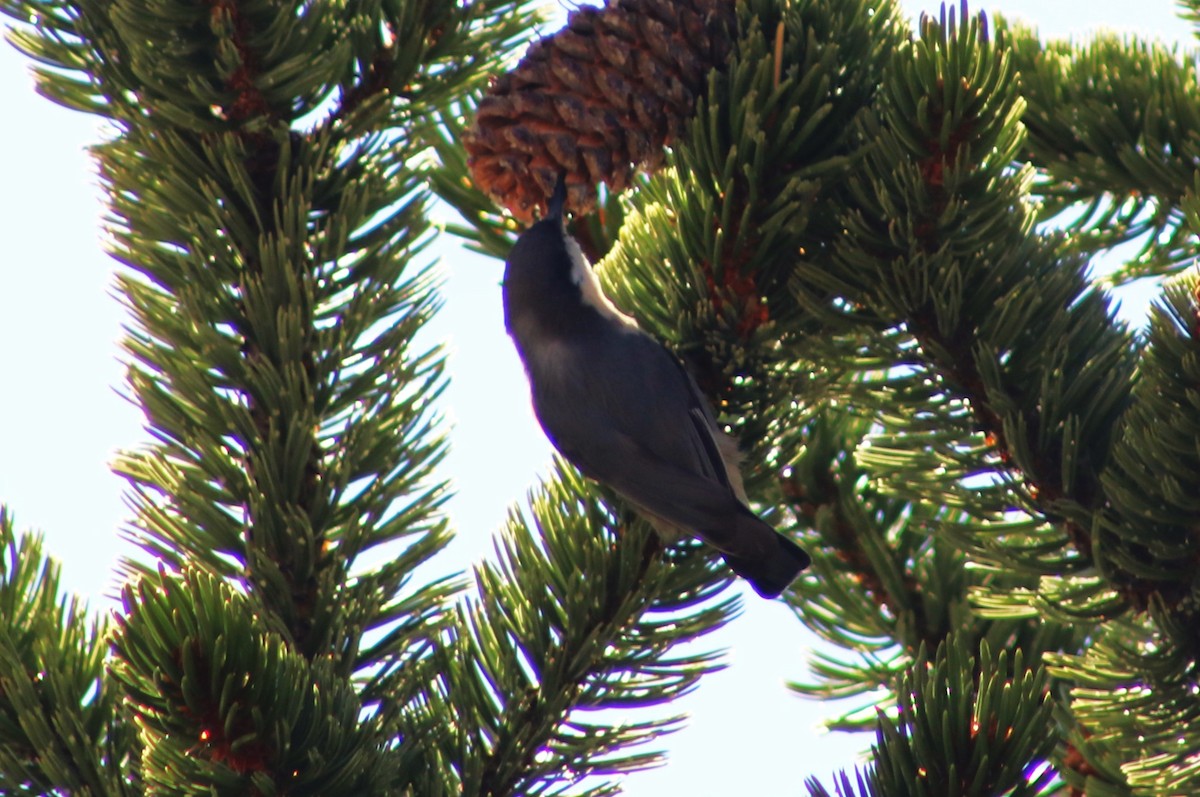 Pygmy Nuthatch - ML642904832