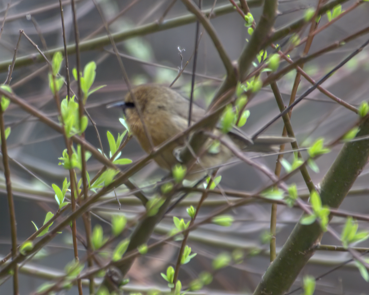 Black-chinned Babbler - ML642904842