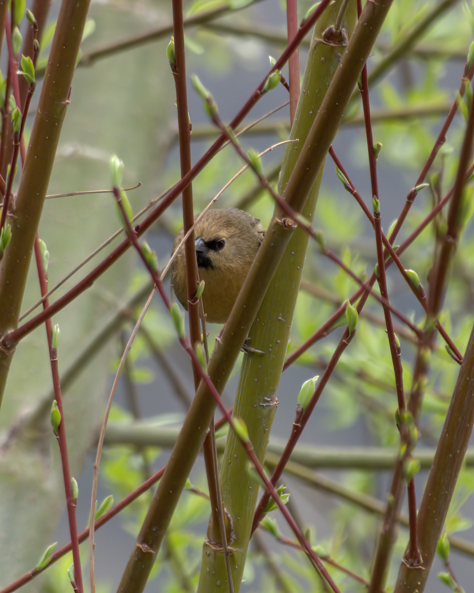 Black-chinned Babbler - ML642904843