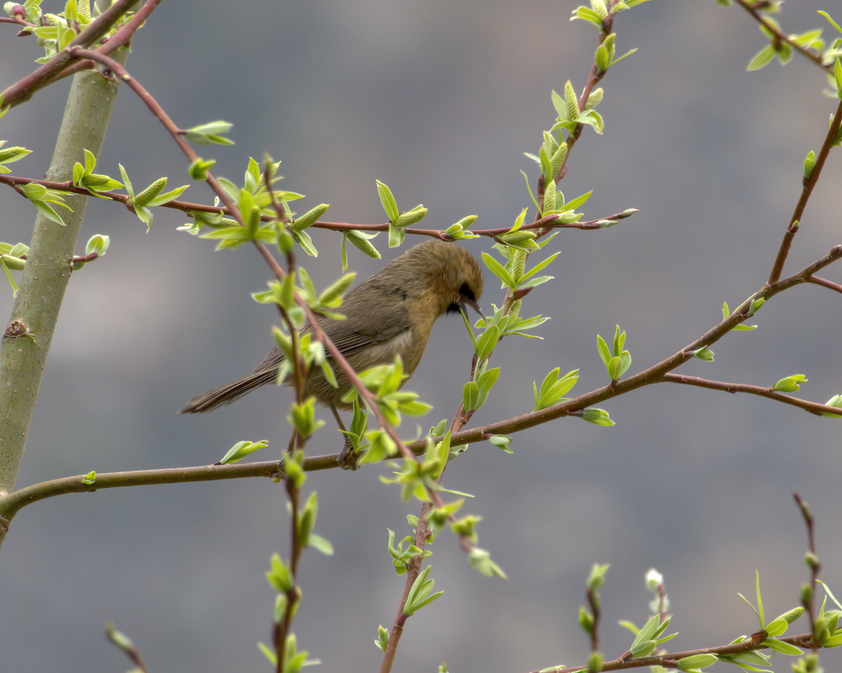 Black-chinned Babbler - ML642904844