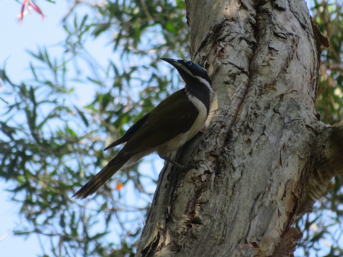 Blue-faced Honeyeater - ML642904851