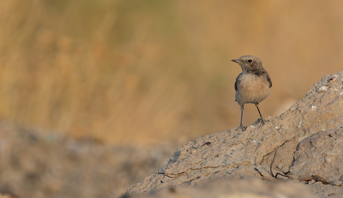 Finsch's Wheatear - ML642904855