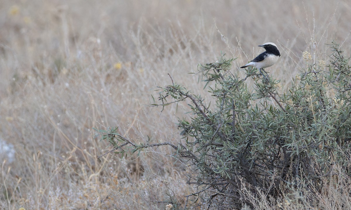 Finsch's Wheatear - ML642904860