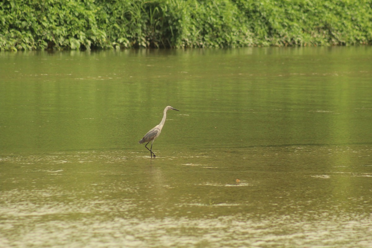 Reddish Egret - ML642904868