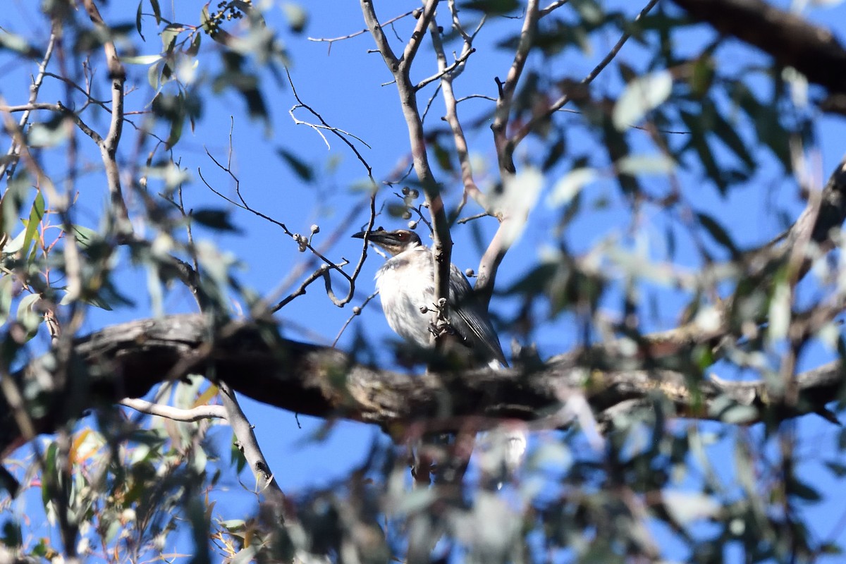 Noisy Friarbird - ML642904878
