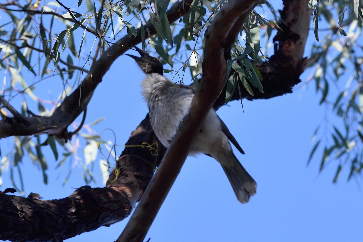 Noisy Friarbird - ML642904879