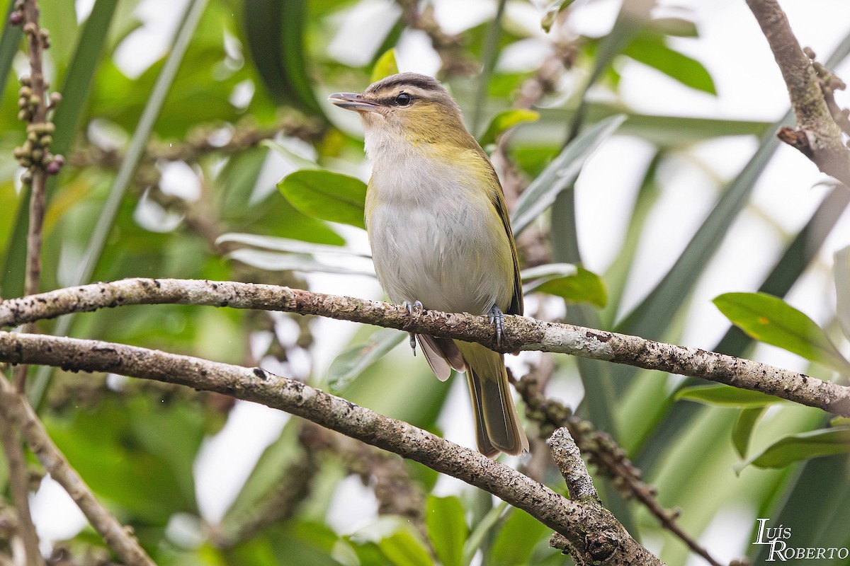 Chivi Vireo - ML642904881