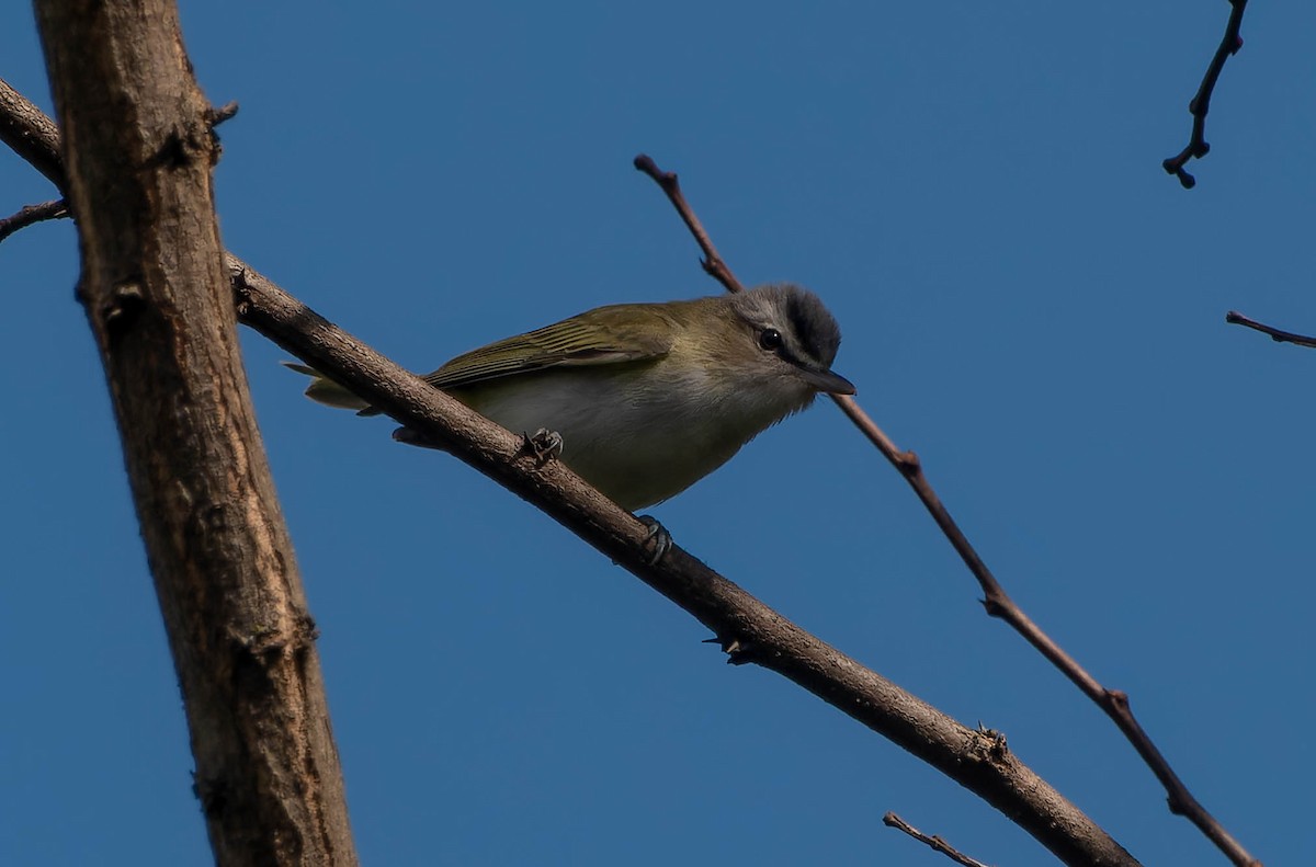 rødøyevireo - ML642904888
