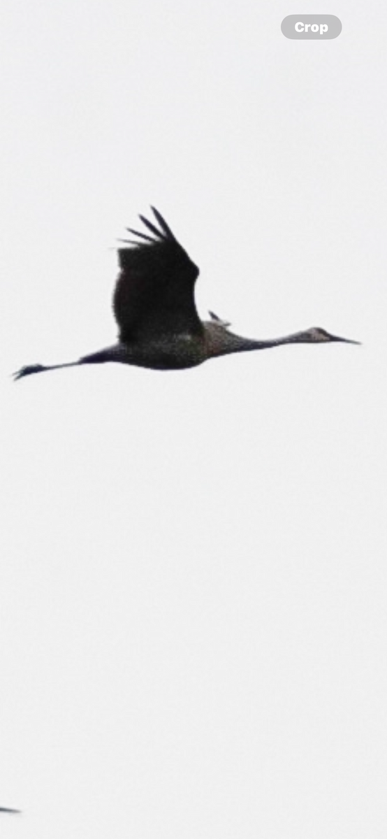 Sandhill Crane - ML642904912