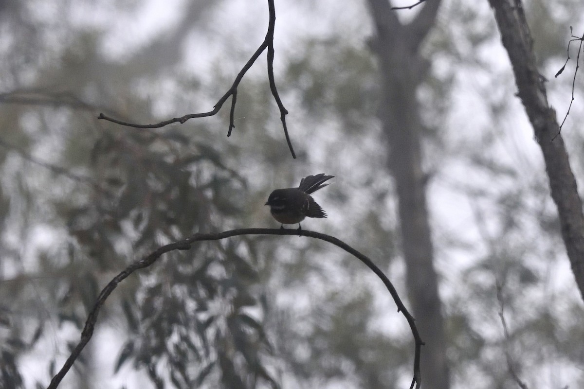 Gray Fantail - ML642904921