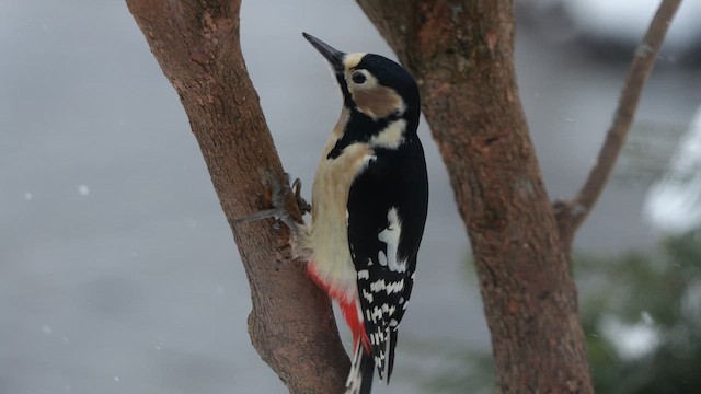 flaggspett (japonicus) - ML642904977