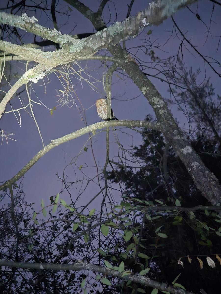 Eastern Screech-Owl - ML642904983