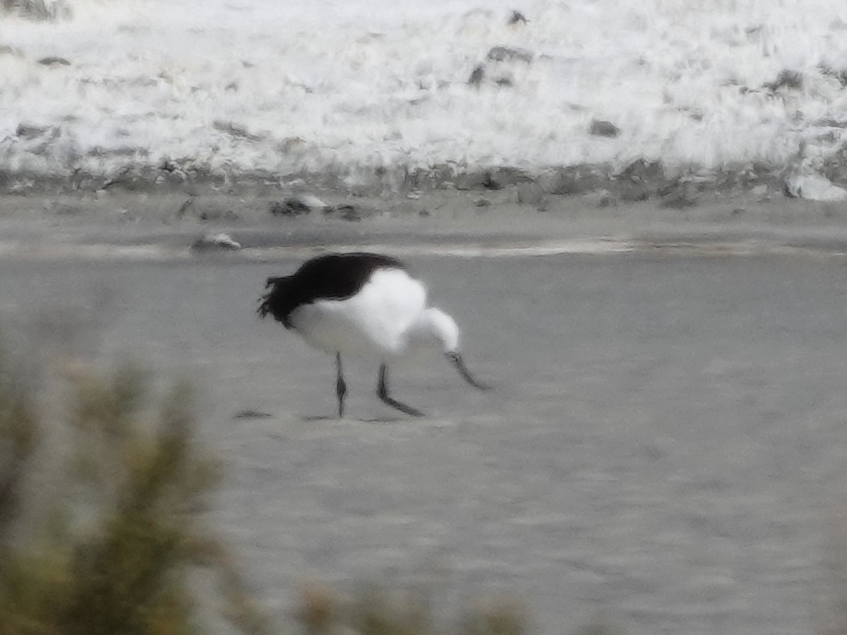 Andean Avocet - ML642904991