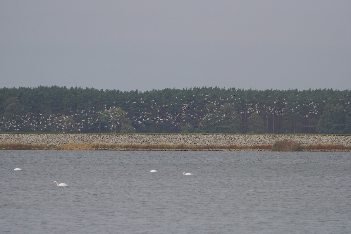 Бор галуу - ML642904993