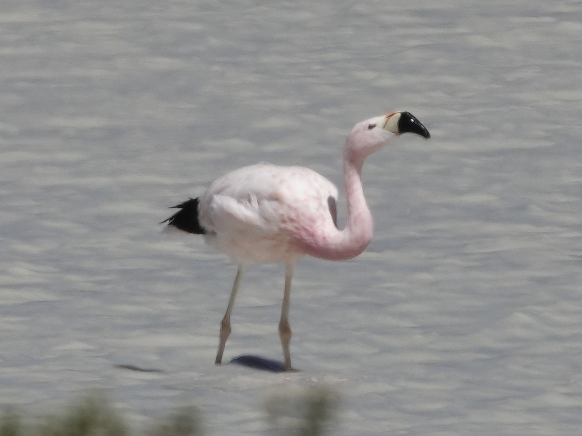 Andean Flamingo - ML642904994