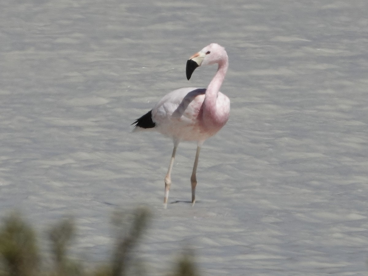 Andean Flamingo - ML642904995