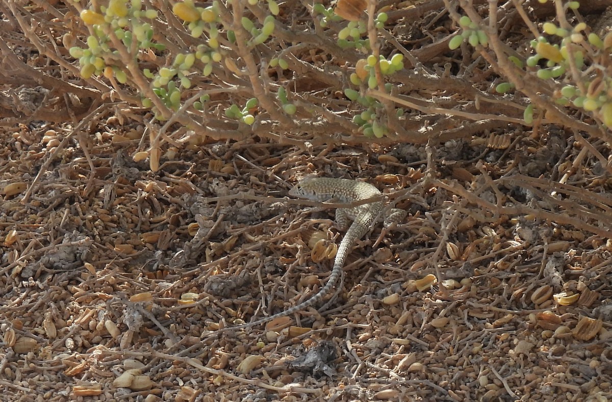 Reptiles - ML642904996