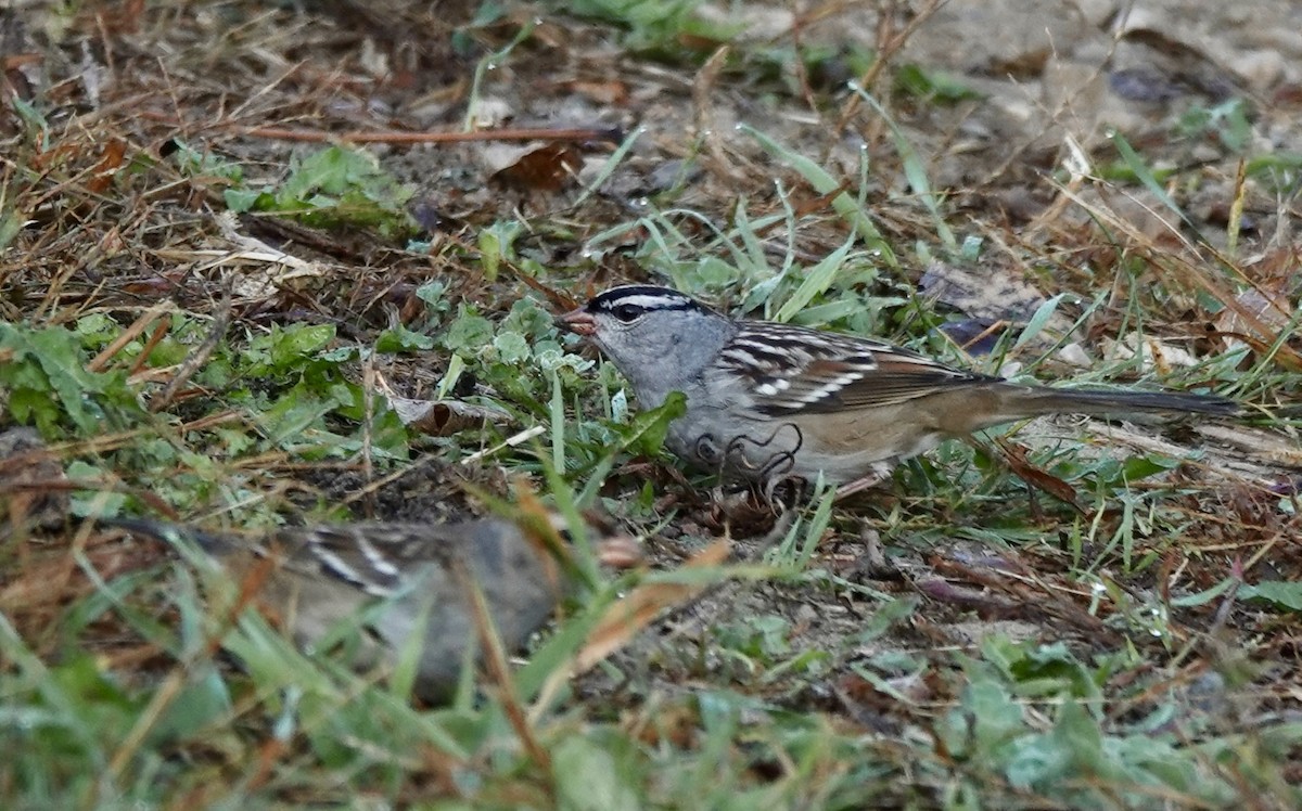 White-crowned Sparrow - ML642904997