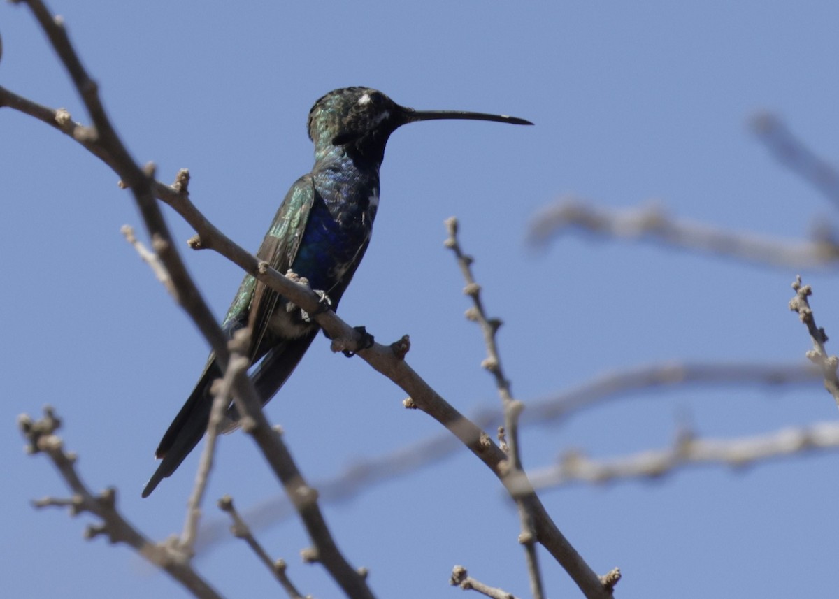 Blue-tufted Starthroat - ML642904998