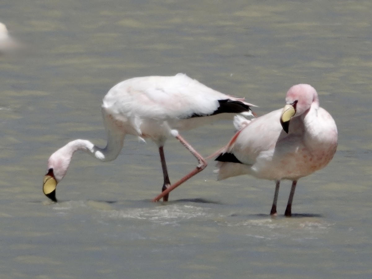 James's Flamingo - ML642904999