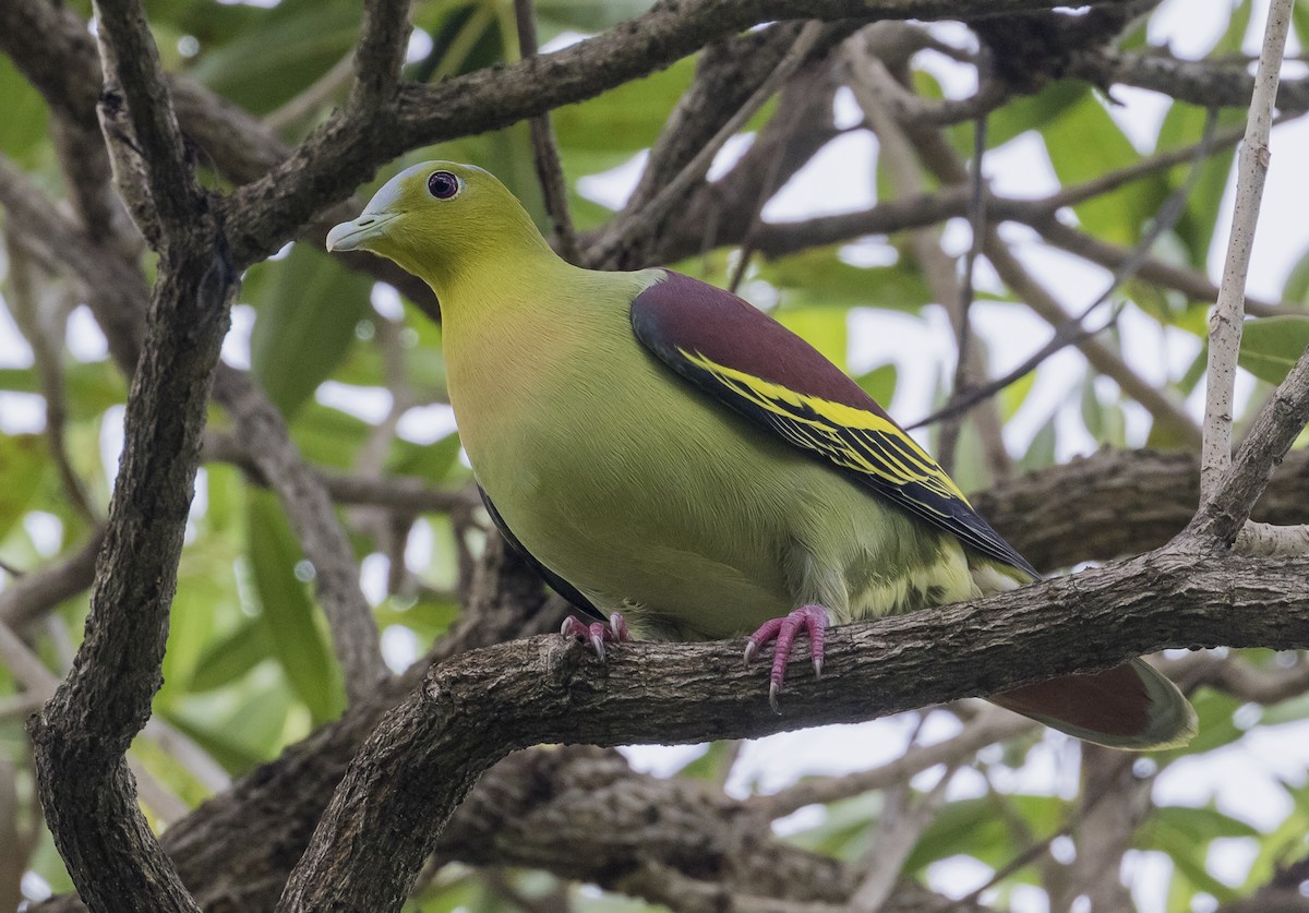 Ashy-headed Green-Pigeon - ML642905000